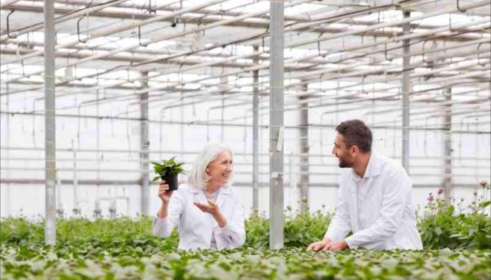 Scientists inspecting healthy plants in a greenhouse